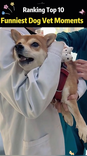 Dogs don't like getting shots