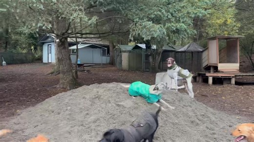 Morning friskies 😂 | Adventure Trails Dog Camp