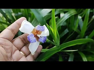 Brazilian walking iris plant/How to grow and care/it's propagation