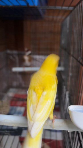 Goldfinch & Canary Muling Birds Paired Up