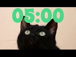 5 Minute Cat Timer with Music for Kids! Countdown Videos!