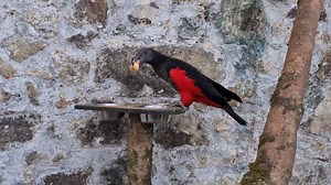 A video clip of the amazing black and brightly red coloured male Pesquet's Parrot, also know as the Dracula or Vulturine Parrot. He grabs a juicy fig which they love. Remember you can keep a check on our Food Appeal list on the website as we have had lots of donations of fruit and veg so okay for those at the moment, but other items on the list here https://paradisepark.org.uk/appeal-for-food-donations/ This species is one of three with bare (featherless) faces. It is thought it has evolved this