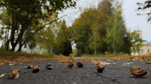 Overripe Horse Chestnut Shell Hits Ground: Video có sẵn (100% miễn phí bản quyền) 3815187719 | Shutterstock
