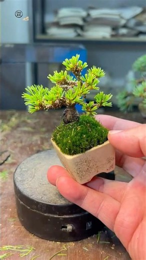 手のひらサイズ！超ミニ松盆栽の世界