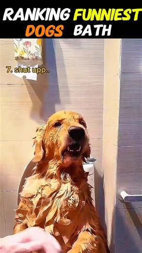 Top 5 Golden Retriever Bath Fails Ranked 😂 #1 is BRUTAL #GoldenRetrieverFails #FunnyPuppyBaths