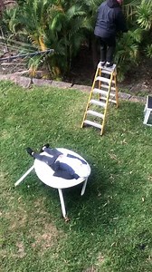 Wrestling in the Yard