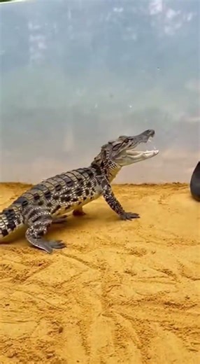 Black Cobra vs Crocodile – Venom vs Power Showdown 🐍🐊