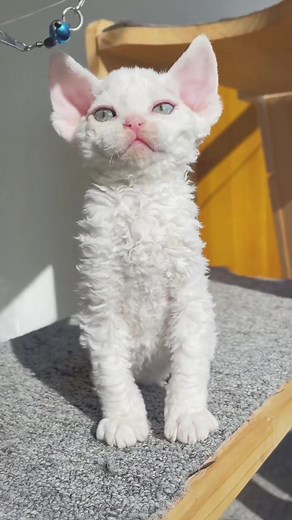 yumambacat on TikTok