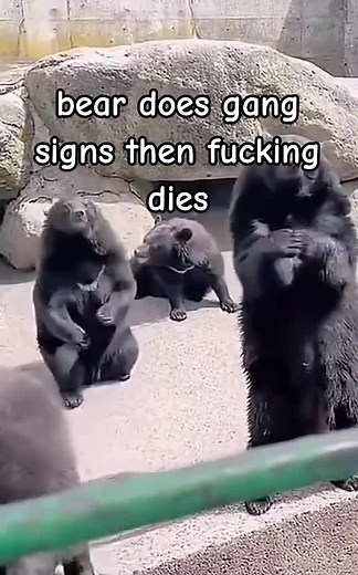 Funny Bear Memes: Gangster Bears Making Moves