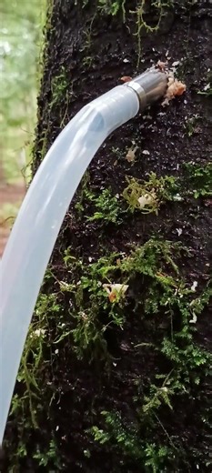 Tapping another birch tree, more sap for syrup.