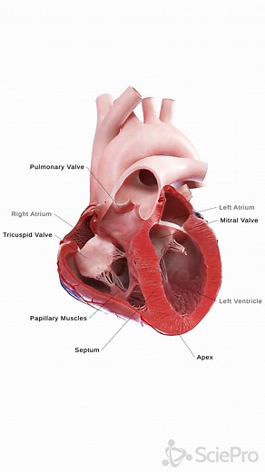 382K views · 2.7K reactions |  Discover the Human Heart in Motion: A...