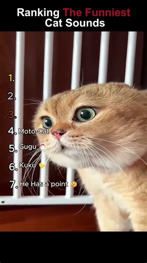 Chihuahua in a scary mask pranks the dog & cat #funnycats #funnydog #cat #dogs #usa