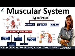 Muscular System | Classification of Muscle