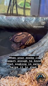 3.9K views · 42 reactions | This ball python's super SMART! 易 Instead of making one of us soak him during his shed, he's gonna do it himself! This'll hopefully help him make a complete shed all in one piece. Do your snakes like to soak themselves when they're in shed too?  #snake #snakes #ballpython #shed #skincare #bath #bathtime #spaday | The Tye-Dyed Iguana | Facebook