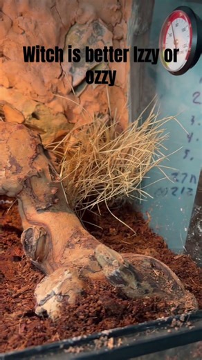 Lizard cage setup rating