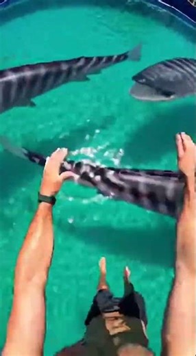 Waterslide into pool full of giant fish #funny #memes