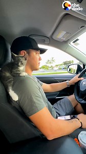 5.8M views · 198K reactions | Couple finds a kitten in the park, but the guy's not a cat person... ❤️ | The Dodo | Facebook