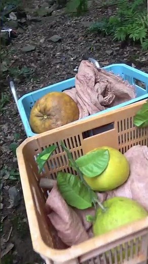 Akune Bontang cultivation #agriculture #regenerative cultivation #capcut #home garden #farminggir...