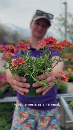Planting Colorful Annuals for Sun and Shade Containers