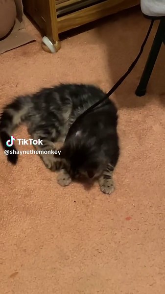 Boxing training going good#catboxing🐈‍⬛🥊