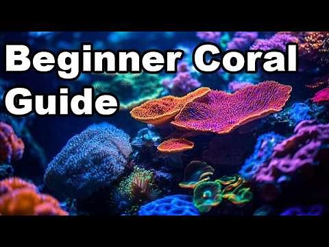 Coral Care Tips| How to grow corals the basics