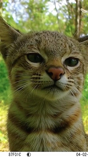 Peekaboo Pampas cat Kitten!