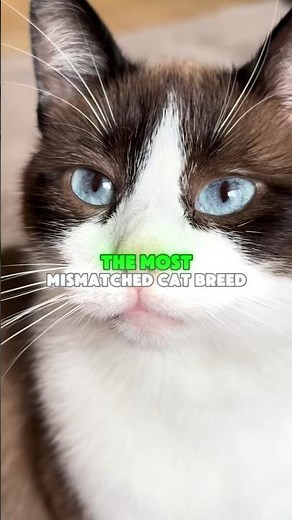 The most mismatched cat breed, Meet the SNOWY #snowshoe