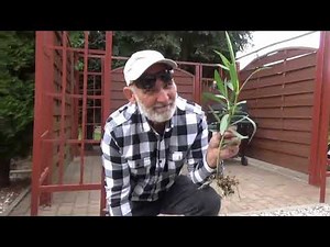 How to prepare oleander for winter?