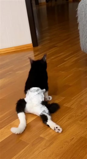 He lay quietly in the corner of a dark garage—thin, dirty, and shivering from the cold. No food. No warmth. Just a forgotten soul, left behind like yesterday's trash. What happened next changed his world forever. #Abandoned #RescueCat #AnimalRescue #ForgottenPets