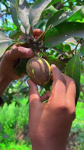 Mango and fevikwick experiment part-2 #mangoseason #experiment