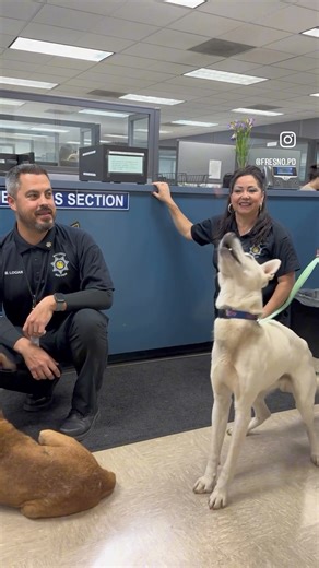 15K views · 105 reactions | This week, Palomo & Faith visited the...