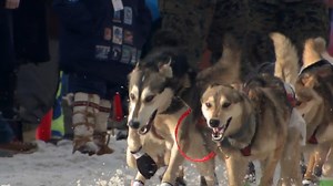 🎥 We’re kicking off Iditarod in July with the spot where the 2025 Race officially unofficially began — the Anchorage Ceremonial Start! 🐾 Thousands of fans, epic energy, and the first taste of the journey ahead for these amazing athletes (human and canine)! While it’s not the official start, it’s definitely the most festive part 🎉 ✨ Starting TODAY, we’re dropping a new video every day — with the final one coming Friday, July 25! Best part? They're 100% FREE to watch 🙌 Wanna see more behind-th