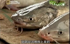 世界任我行