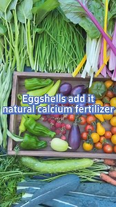 Eggshells are natural calcium fertilizer #garden #gardening #gardeningtips #farming #planting #fertilizer #eggshell | The Seed of life