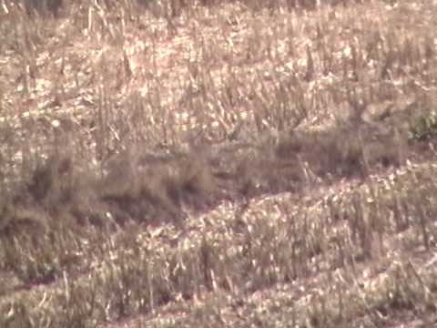 Vital Shot Tree Stand Gun Rest by OakSturdy™. Shooting 223 wssm long range 480 yd