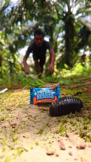 Tiny creature, big surprise 😍🟤 #pillmillipede #shorts