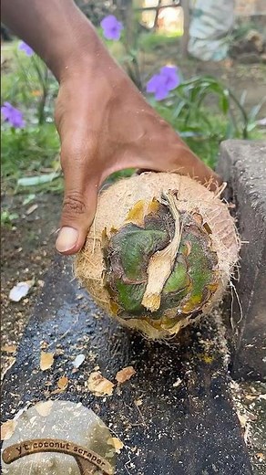 Skill of opening small coconut from its shell
