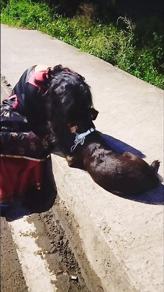 "Training with Love" 💞🐶 | #puppylove #puppylife #puppytraining #puppyshorts #puppytrainingvideos