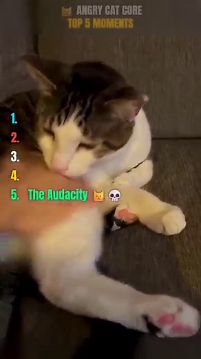 😾 ANGRY CAT CORE | TOP 5 MOMENTS