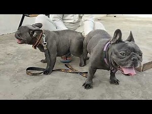 french bulldog natural mating