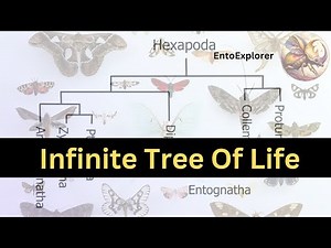 Introduction to Insect Taxonomy and Insect Identification - Part 2 - Phylogenetic Trees
