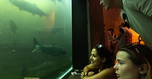 Big salmon run at Seattle’s Ballard Locks is wowing visitors