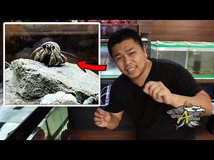 HOW I SET UP MY HERMIT CRAB'S HABITAT