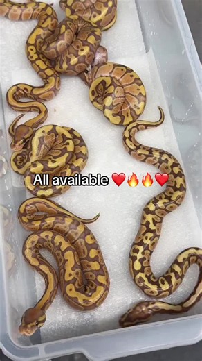 Michelle Ball python 🐍 (@michelleballpython)’s video of ball pythons