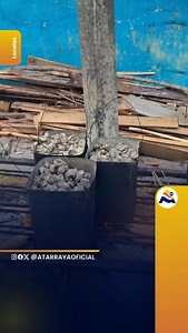 #LOCALES | Más de 15 mil cumaneses disfrutan de la Feria de las Pepitonas. La Feria de las Pepitonas en la ciudad de Cumaná inició con gran éxito, recibiendo a más de 15 mil personas que disfrutan de la gastronomía oriental. David Anton, presidente de la fundación Feria de las Pepitonas indicó que comienzan a partir de las 2:00 pm hasta las 12:00 am, ofreciendo además de platos realizados con este molusco, actividades culturales con grupo locales para el entrenimiento de los visitantes. Por su p