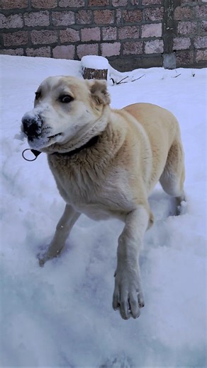 6 months old. First snow — challenge accepted.😂 #bigpuppy #puppy #armeniandog #gampr