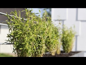 Planting Bamboo in a Pot - Bricomania
