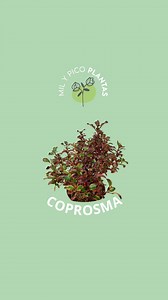 🌈🌿 Coprosma: la planta que cambia de color con las estaciones También llamada planta del espejo por el brillo de sus hojas, la Coprosma es un espectáculo todo el año: 💚 Verde intenso en primavera ❤️🍂 Tonos rojizos y anaranjados en otoño e invierno ✨ Siempre con ese acabado brillante que parece pulido 📍 Perfecta para maceta o jardín ☀️ Ama el sol (más sol = más color) 💧 Poco riego, muy resistente Un arbusto fácil, colorido y con un porte elegante que alegra cualquier rincón 🌟 👉 ¿La prefie