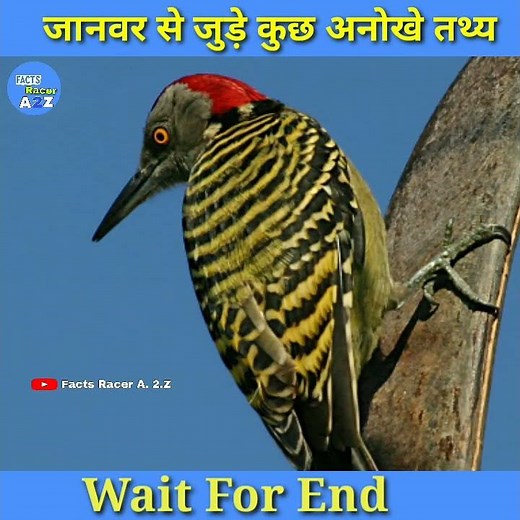 5 Amazing facts Animals 😲🐅 इस जानवर को पार्लियामेंट रहते #short #youtubeshorts #shorts