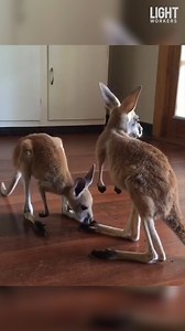 These animals take care of each other... and we take care of them! | LightWorkers